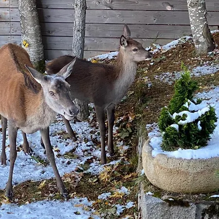 Horská chata Moose Sauna *